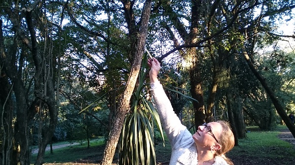 Cada exemplar é identificado, catalogado e acompanhado durante seu crescimento e estabelecimento no parque